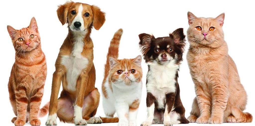 Доска объявлений о животных | ЗооТом - продажа, вязка и услуги для животных в Семикаракорске