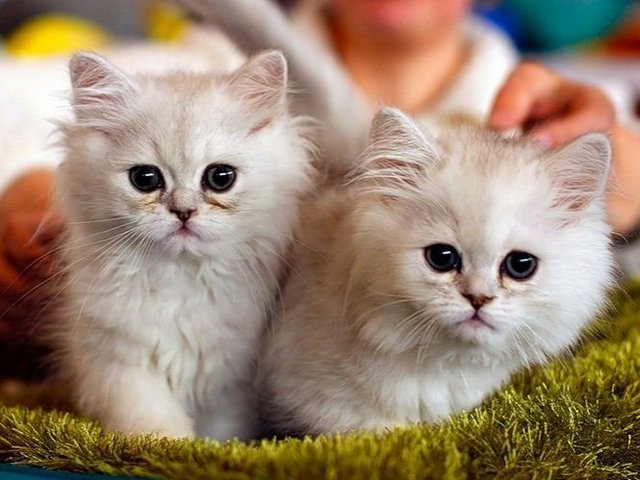 Породы кошек в Семикаракорске | ЗооТом портал о животных