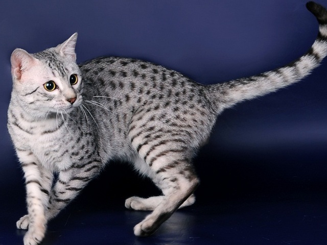 Породы кошек в Семикаракорске | ЗооТом портал о животных