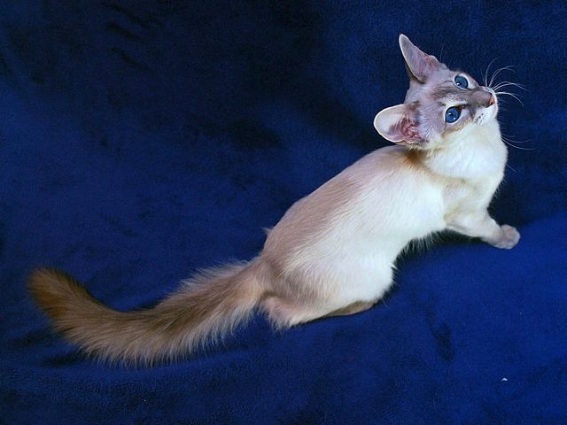 Выведенные породы кошек в Семикаракорске | ЗооТом портал о животных
