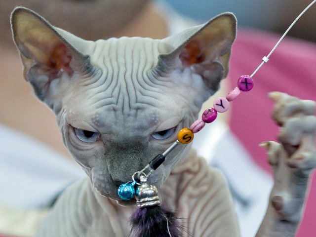 Выставки кошек в Семикаракорске | ЗооТом портал о животных