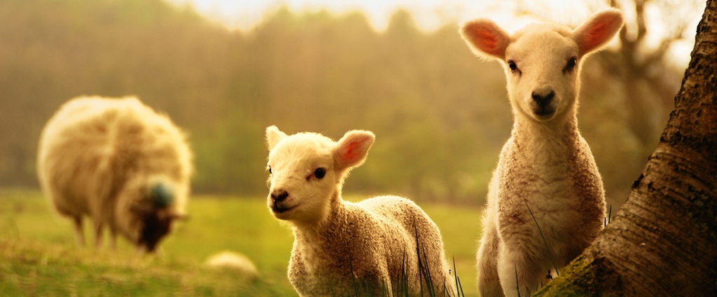 Объявления о сельскохозяйственных животных | ЗооТом - продажа, вязка и услуги для животных в Семикаракорске