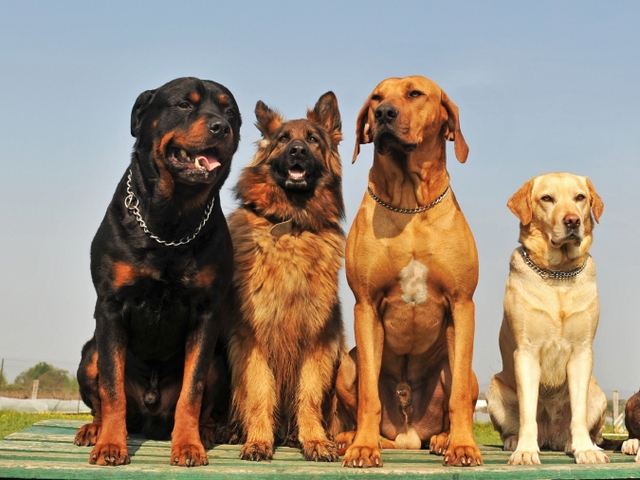 Крупные породы собак в Семикаракорске | ЗооТом портал о животных