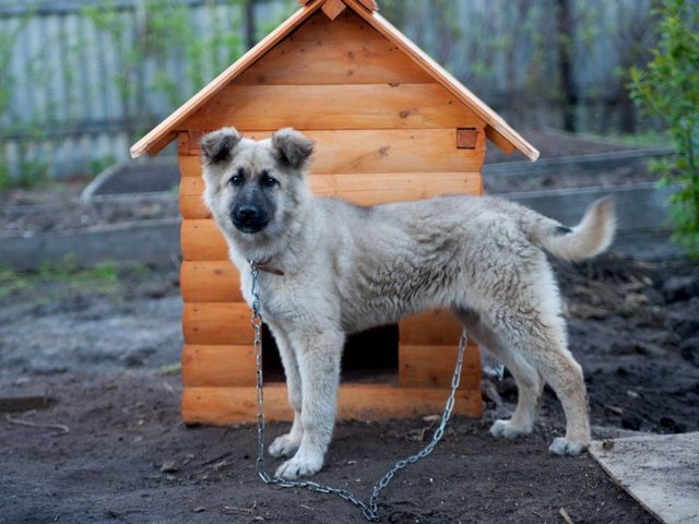 Все о собаках в Семикаракорске Все о собаках в Семикаракорске
